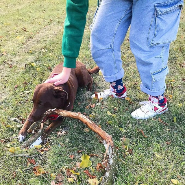 Pánské dámské ponožky SOXO labrador v plechovce